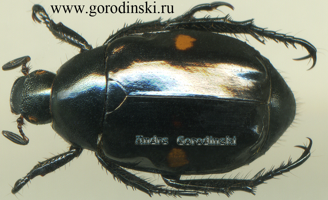 http://www.gorodinski.ru/scarabs/Anomala rufozonula.jpg